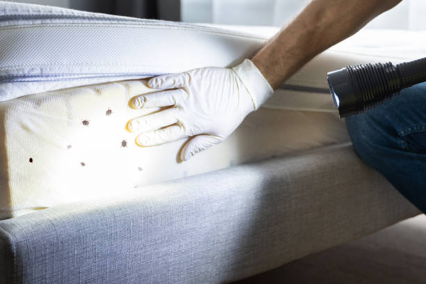 Best Termite Control Services  in Dellwood, MO