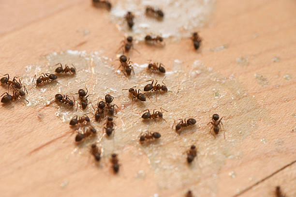 Best Pest Inspection Near Me  in Dellwood, MO